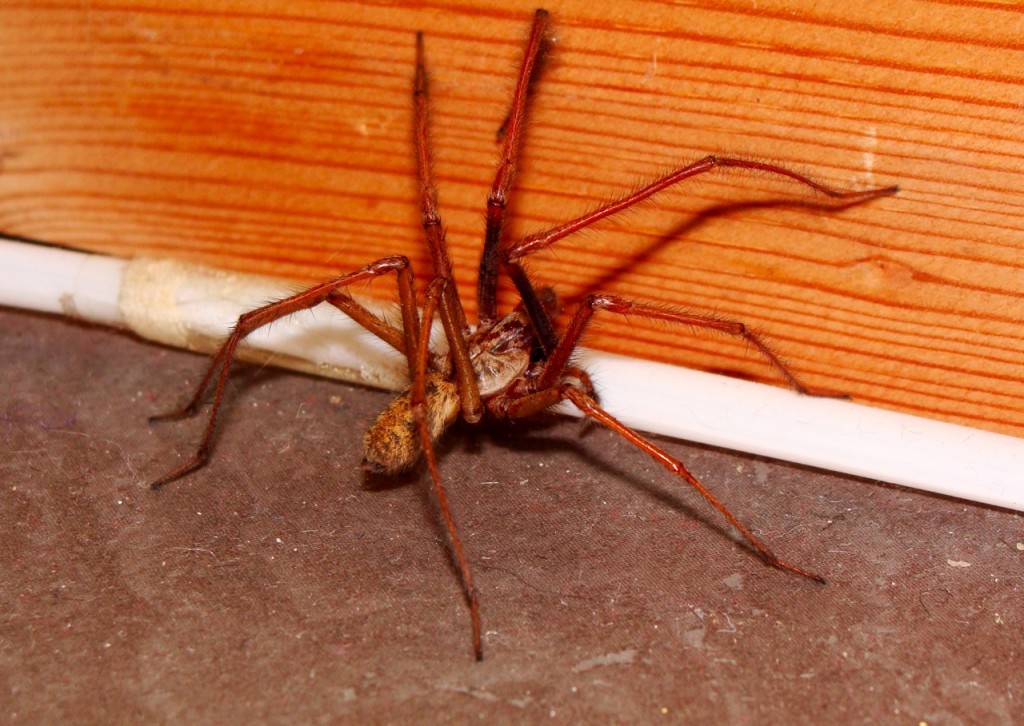 house-spider-oct12