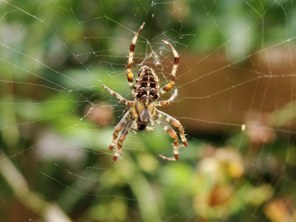 wolf-spider-aug12
